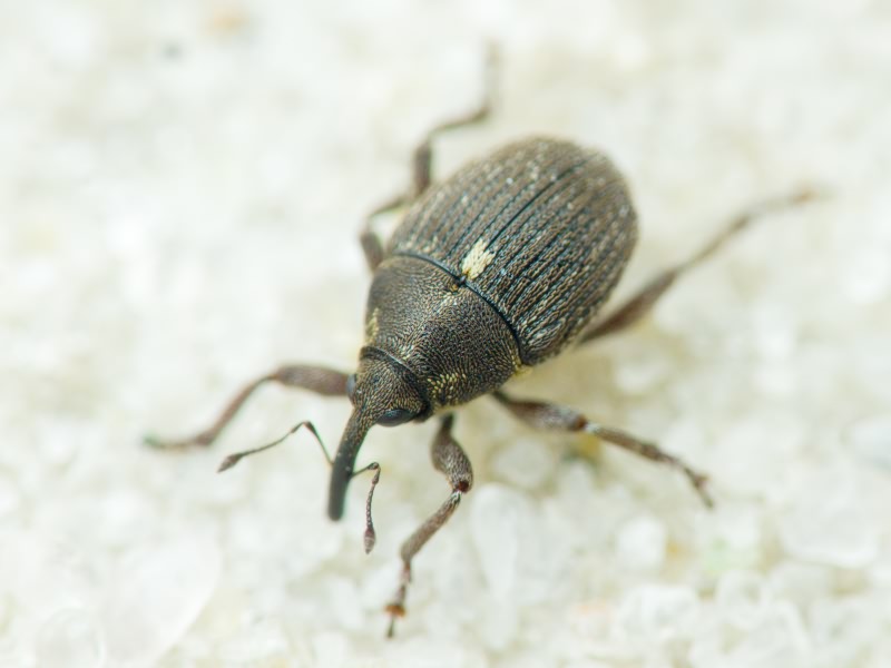 Glocianus punctiger (C. R. Sahlberg, 1835)